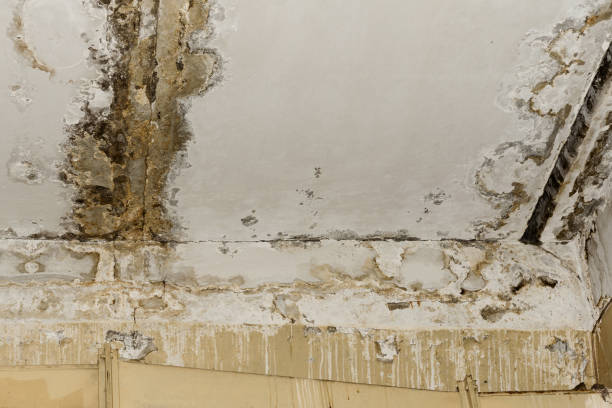 Best Water Damage & Mold Remediation  in Zeeland, MI