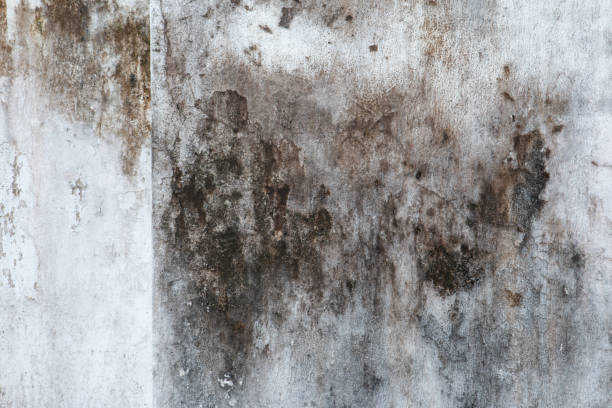Best Biohazard Mold Removal  in Zeeland, MI