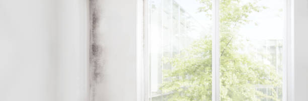 Best Mold Documentation for Insurance Claims  in Zeeland, MI