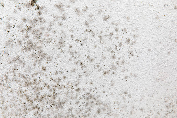 Best Air Quality Testing for Mold Spores  in Zeeland, MI